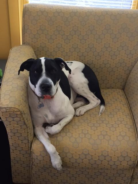 Gracie, Office Greeter at The Dixon Insurance Agency