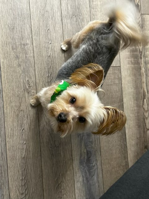 Tigger, Office Greeter at The Dixon Insurance Agency